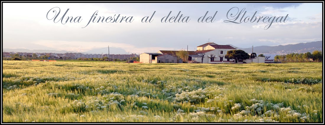 Una finestra al Delta