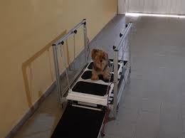 fisioterapia para cães