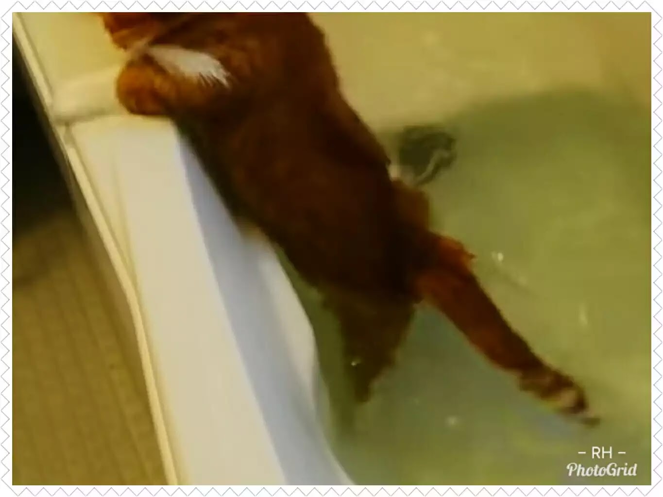 Kenapa Kucing Takut Air Alasannya