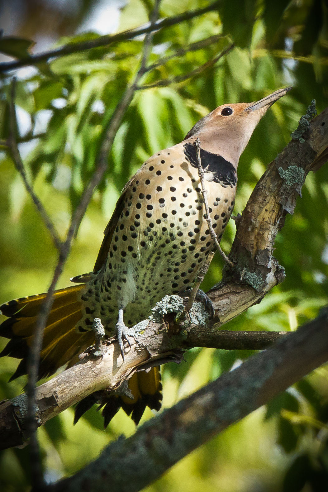 Feather Tailed Stories: Northern Flicker