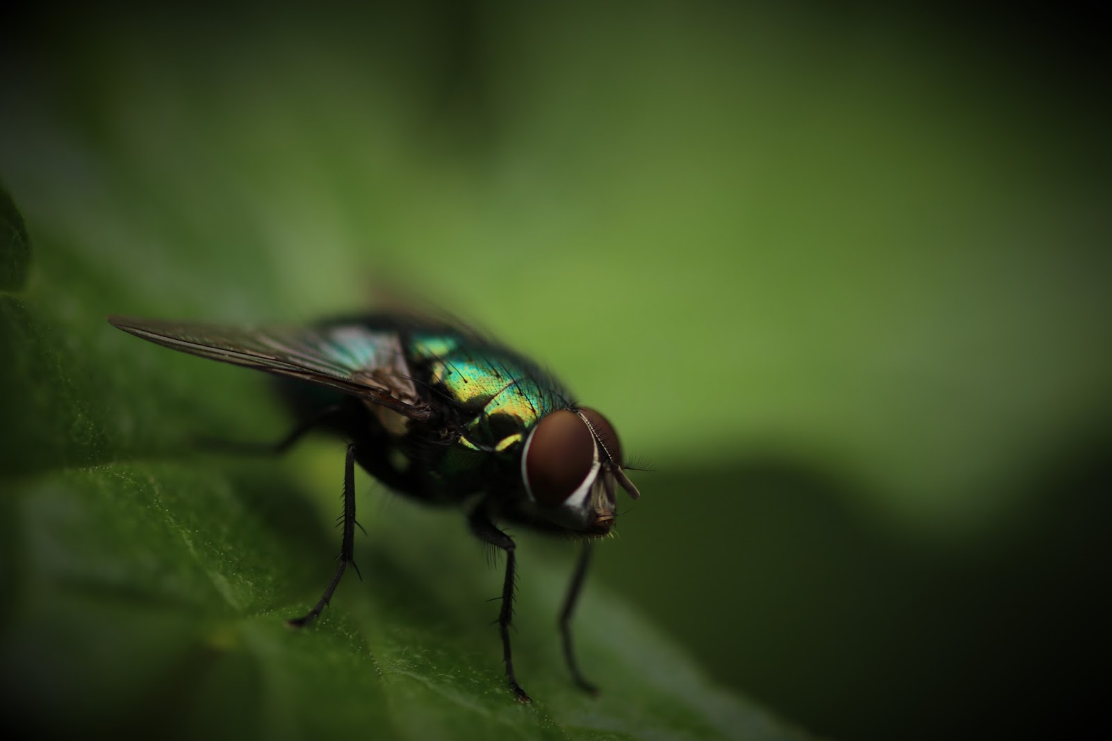 how-to-get-rid-of-insects-in-house-naturally-empowerment-zone