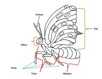 Los insectos: Anatomía de los insectos