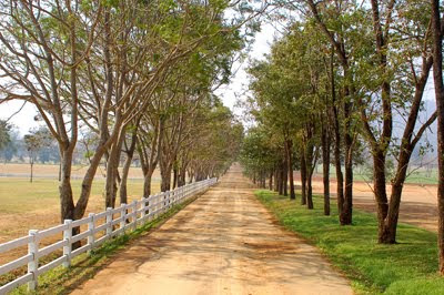 Camino rural en paisaje con grandes árboles y cercado de madera