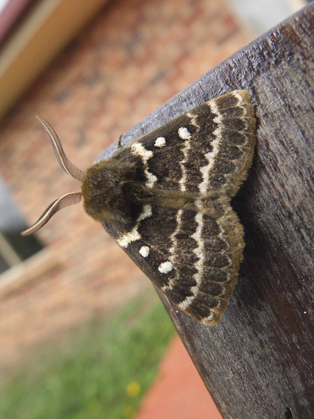 A Strong Belief in Wicker Moth