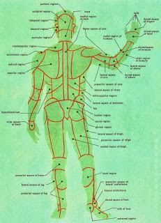 The Most Wonderful Creature: Human Body Anatomy