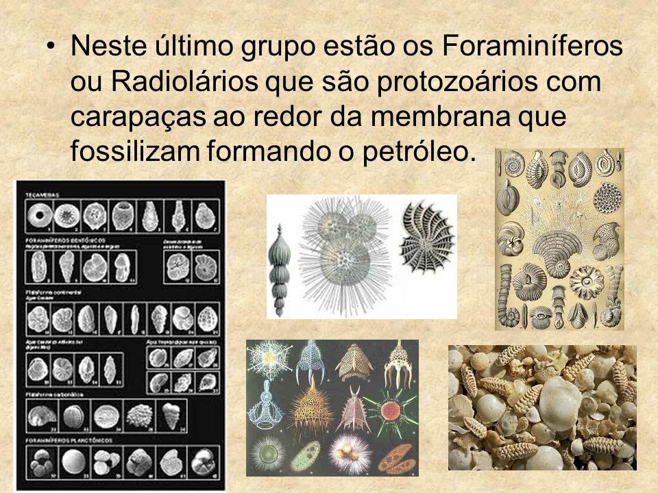 BIOLOGIA COM A PROFESSORA EDILENE REINO PROTOZOA