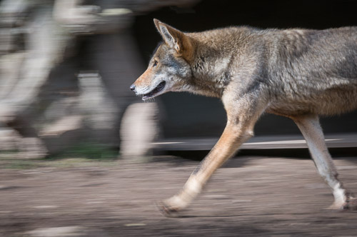 Wandering 101 Photography