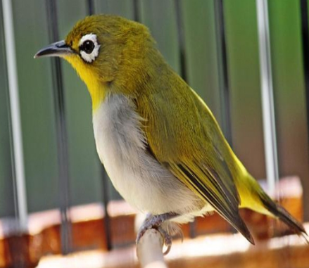 Cara Mengatasi Burung Pleci Macet Bunyi Dan Penyebabnya Den Family