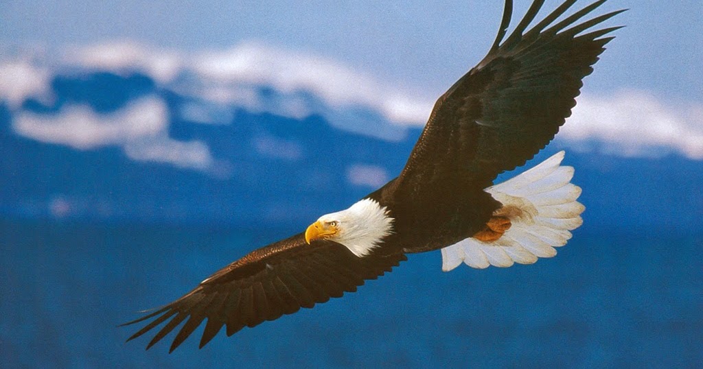 Lovable Images: Cute Eagle HD Birds Images Free Download || BALD Eagle
