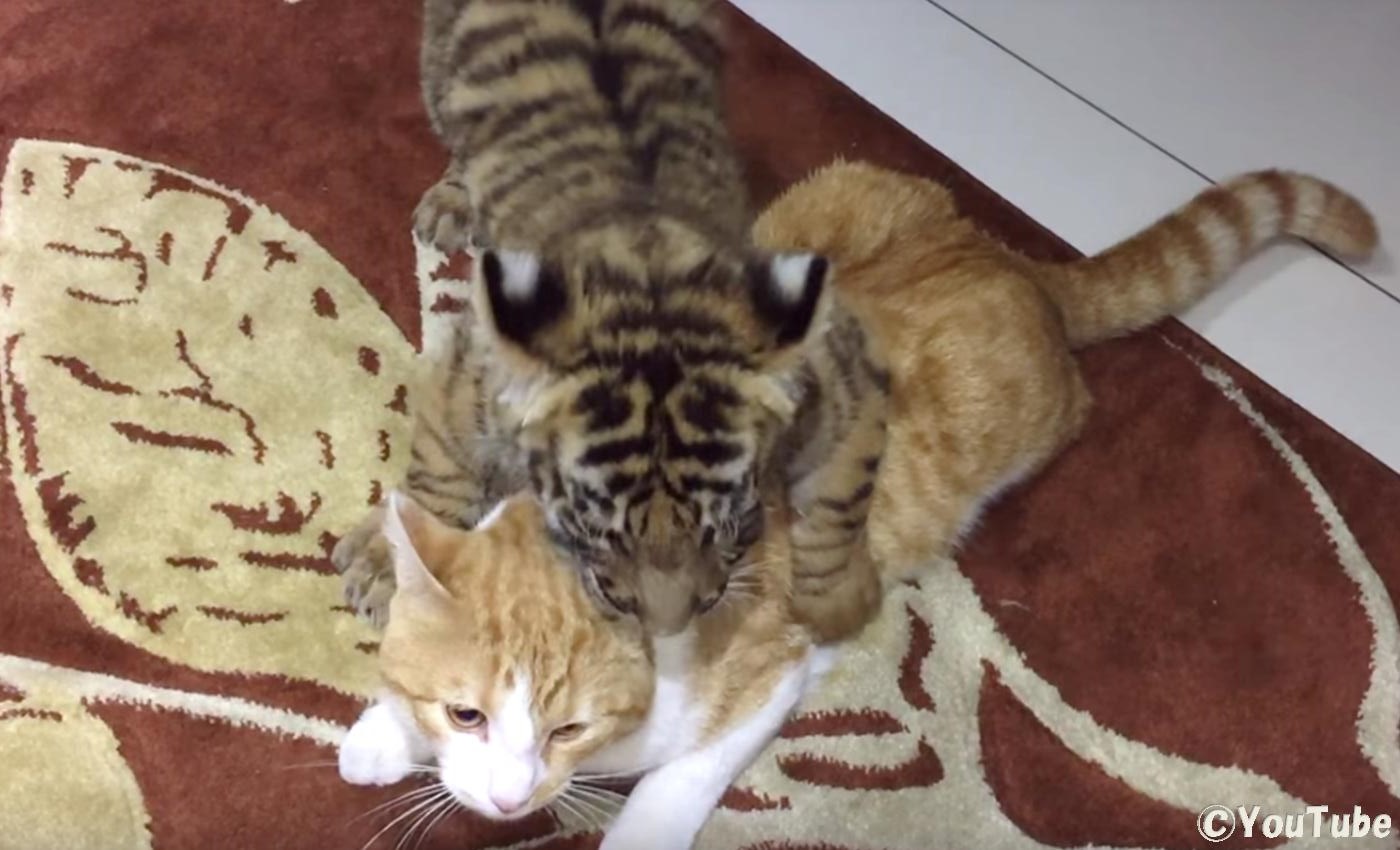 今のうちだけよ ネコ気分を漫喫中のトラの子供 プレデターtv 肉食獣動画
