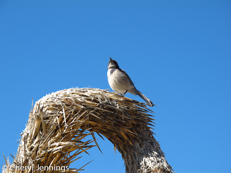 Squirrel's View Joshua Tree National Park birds and critters