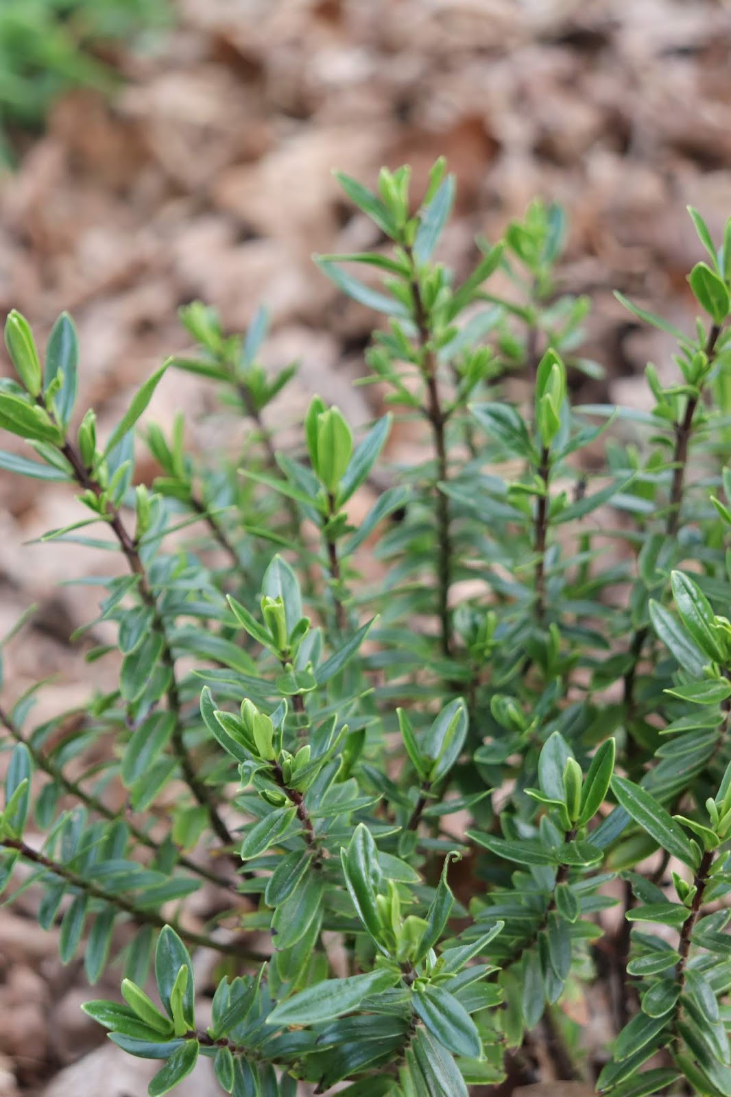 A Guide To Northeastern Gardening 18 Summer Blooming Shrubs For