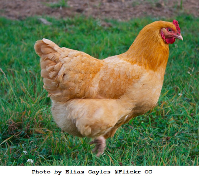 Chickens 12 of the Best Brown EggLayers Big Picture Agriculture