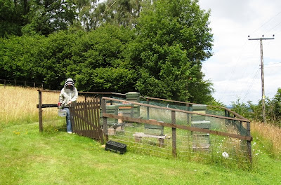Hives in a fenced-off area of field