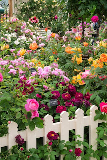 Beautiful Rose Gardening Ideas Beautiful Rose Gardening Ideas