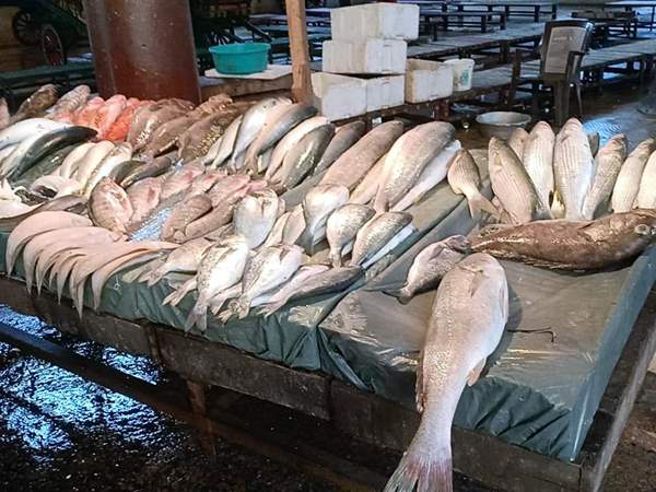 أسعار الأسماك اليوم فى مصر شهر ديسمبر 2022