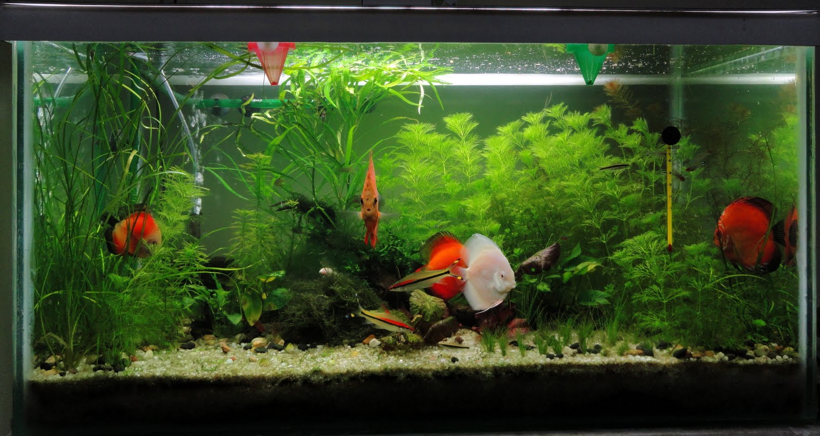 My Aquarium Blog Planted Discus Aquarium