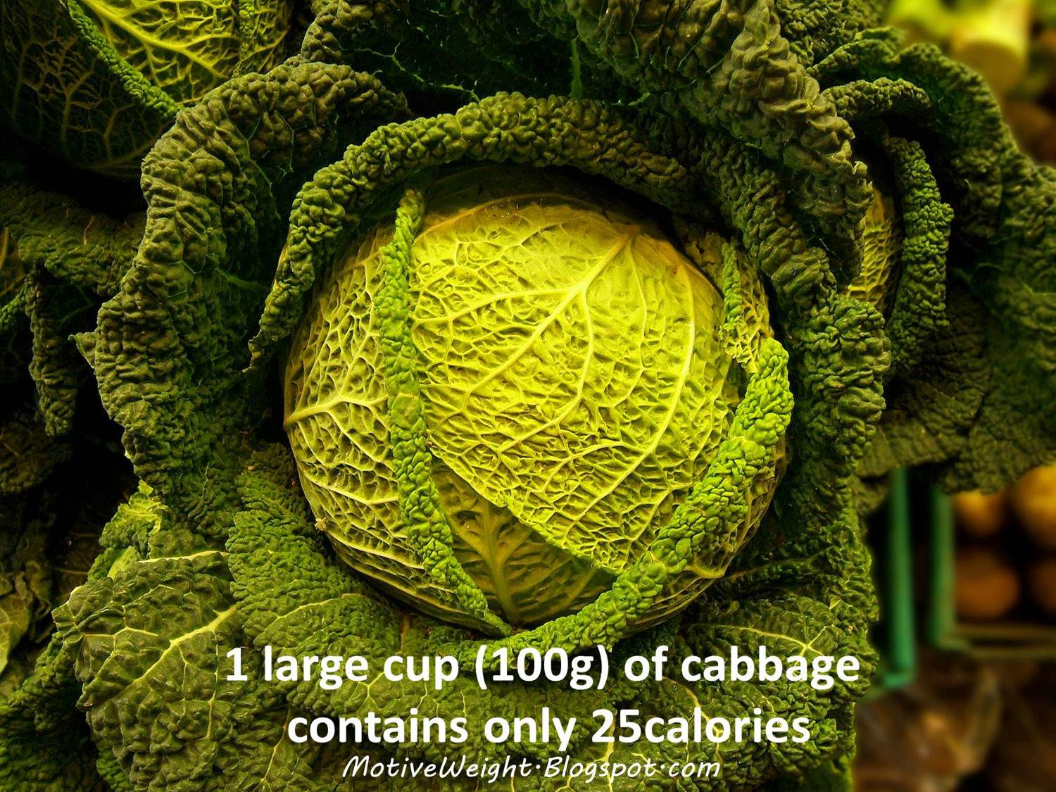 MotiveWeight One Cup Of Cabbage Contains Only 25 Calories