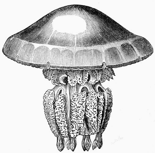 Vector Clip Art - Free Clip Art Images: 0-Animals