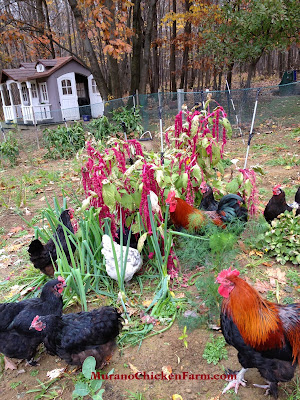 Chickens eating Amaranth in the garden.