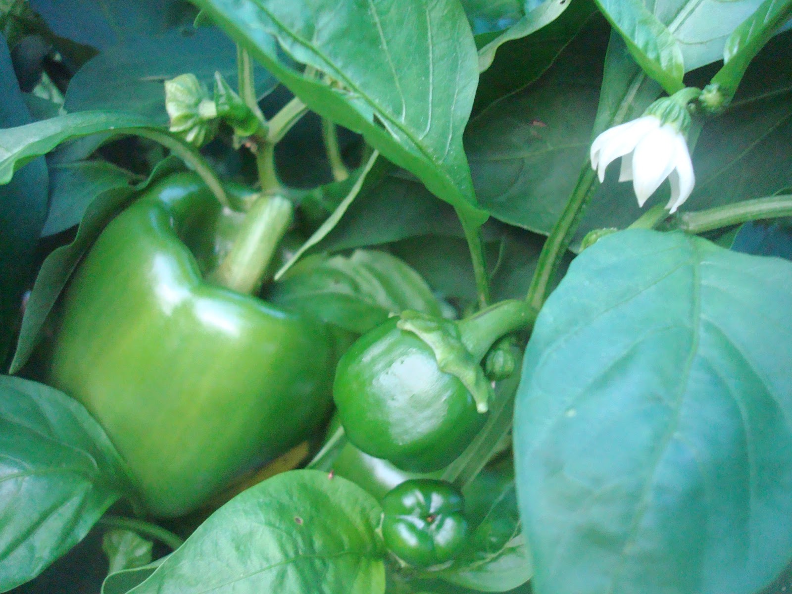 Things My Mother Taught Me Growing Peppers
