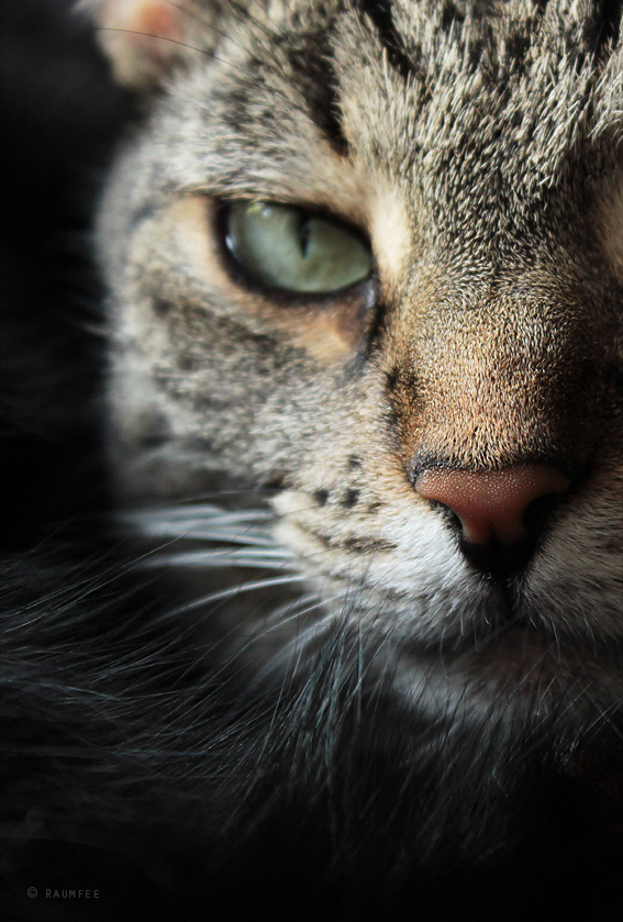 Raumfee Page 39 Chan 6647220 Rssing Com