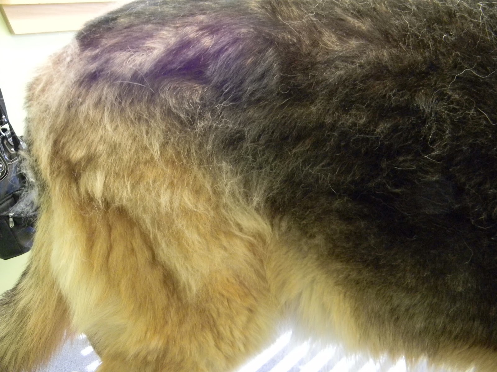 Memoirs of a Pet Groomer Hair, hair, everywhere