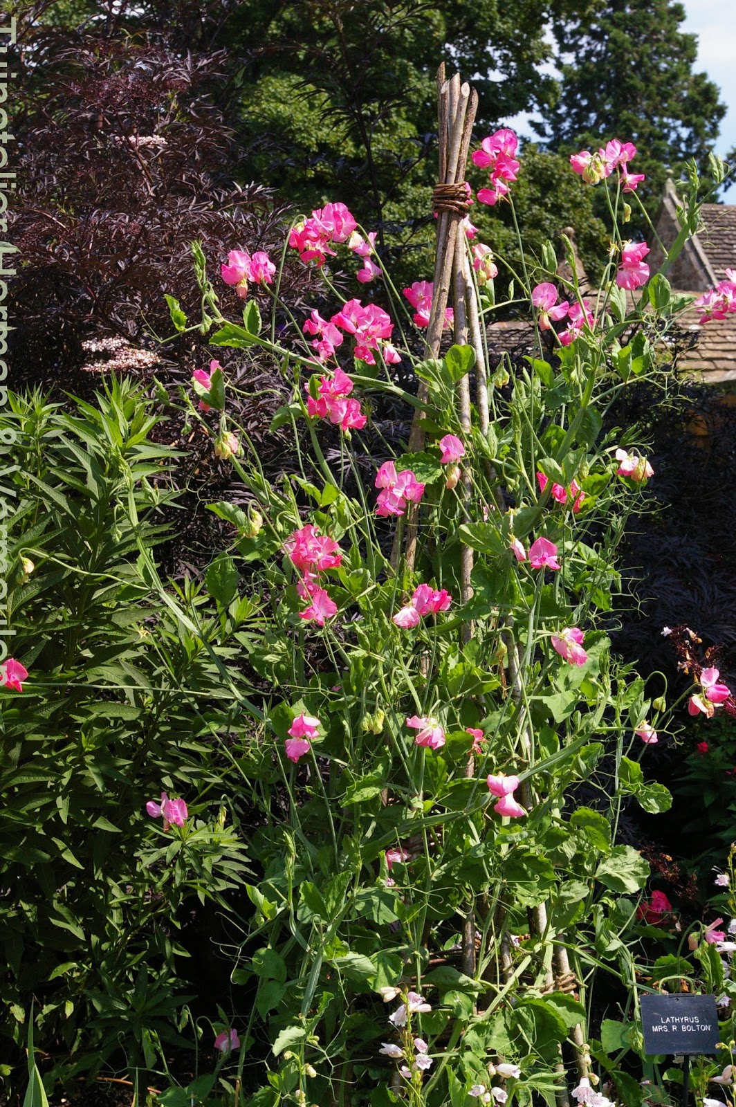 Struikkamperfoelie Lonicera Fragrantissima Directplant