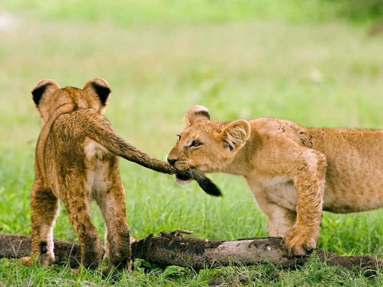 Clancy Tucker's Blog 7 May 2017 BABY BIG CATS
