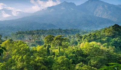 Hutan di Indonesia
