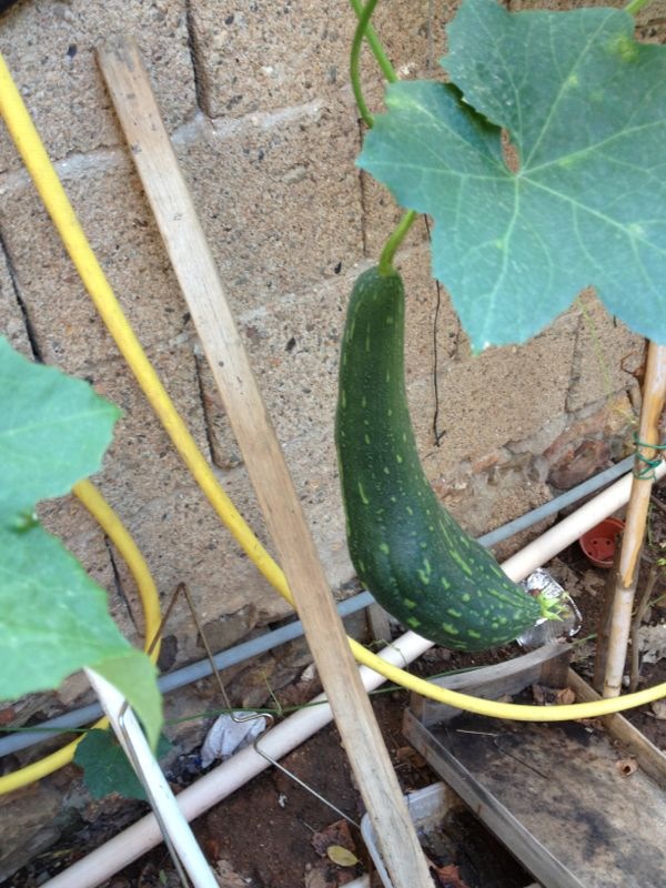 Coltivare Spugna Naturale Luffa Spugna (Luffa Cilindrica) - 30 Semi Per Coltivare La Tua Spugna Naturale Semi Di Zucca - Foto 2