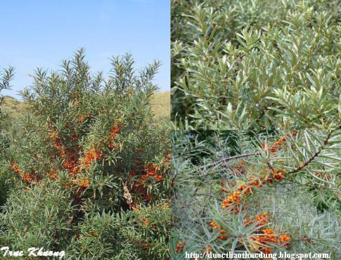 Vuon Duoc Thao: Hắc mai biển - Sea Buckthorn - Argousier