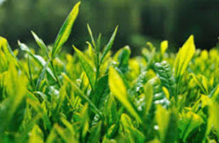 Imagen de la planta del té verde