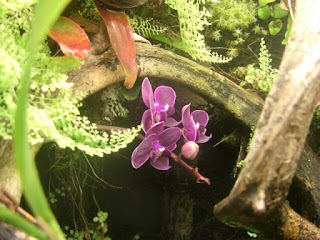 orquideas terrario