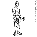 Dumbbell Bicep Curl Dumbbell Bicep Curl