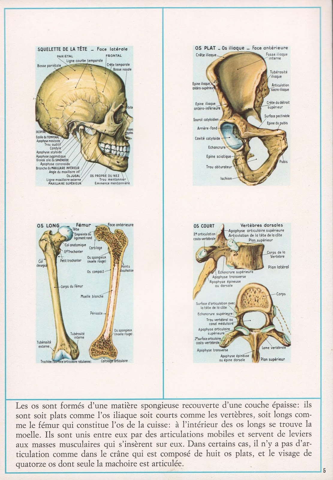 Leçons de choses Documentation scolaire 107 Anatomie humaine I (1972)