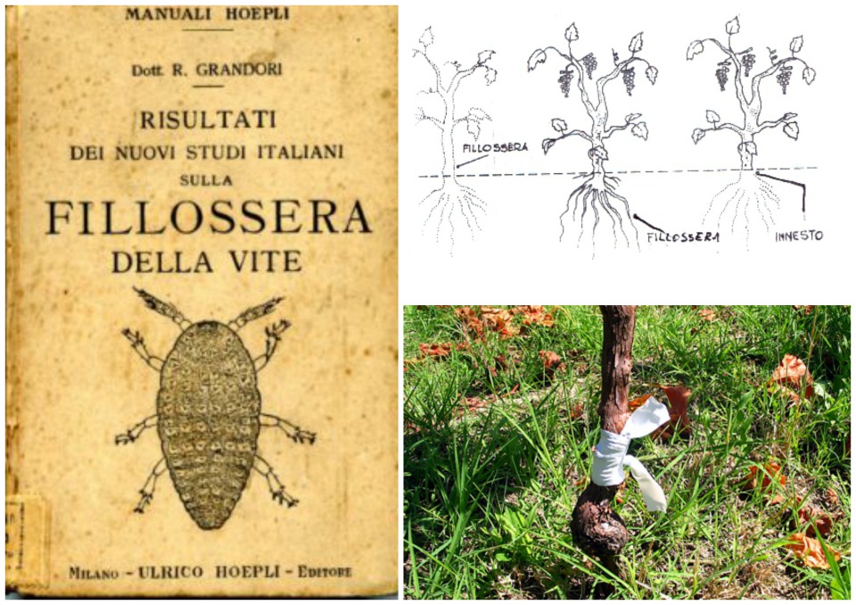 La Vite a piede franco, la Fillossera e come riconoscere le viti non innestate Wine Blog Roll La Vite a piede franco, la Fillossera e come riconoscere le viti non innestate Wine Blog Roll