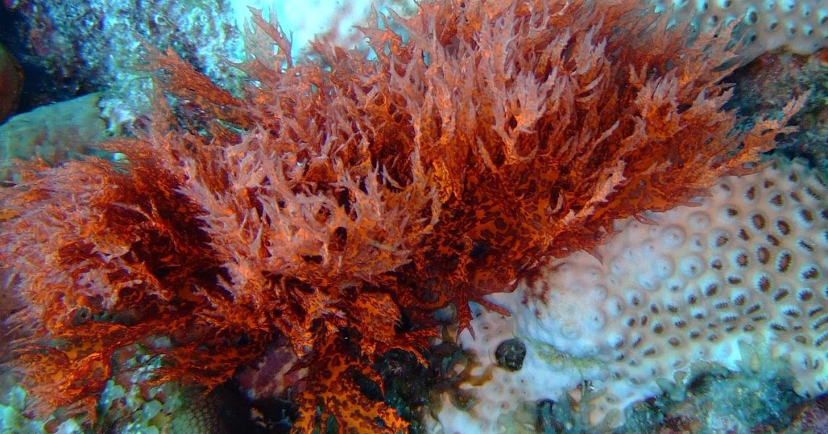 Is Carrageenan Safe to Consume? Health Food Grade Type Information