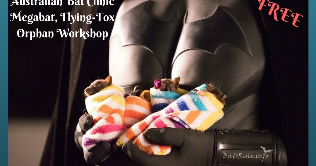 Event | ABC Megabat, Flying Fox Orphan Workshop