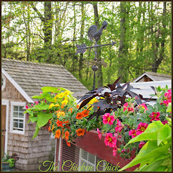 chicken chick flock focus friday coop around flower