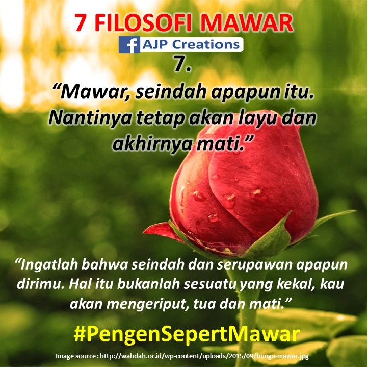 Kata Kata Bijak Filosofi Mawar Ajp Creations
