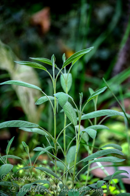 sage plant 
