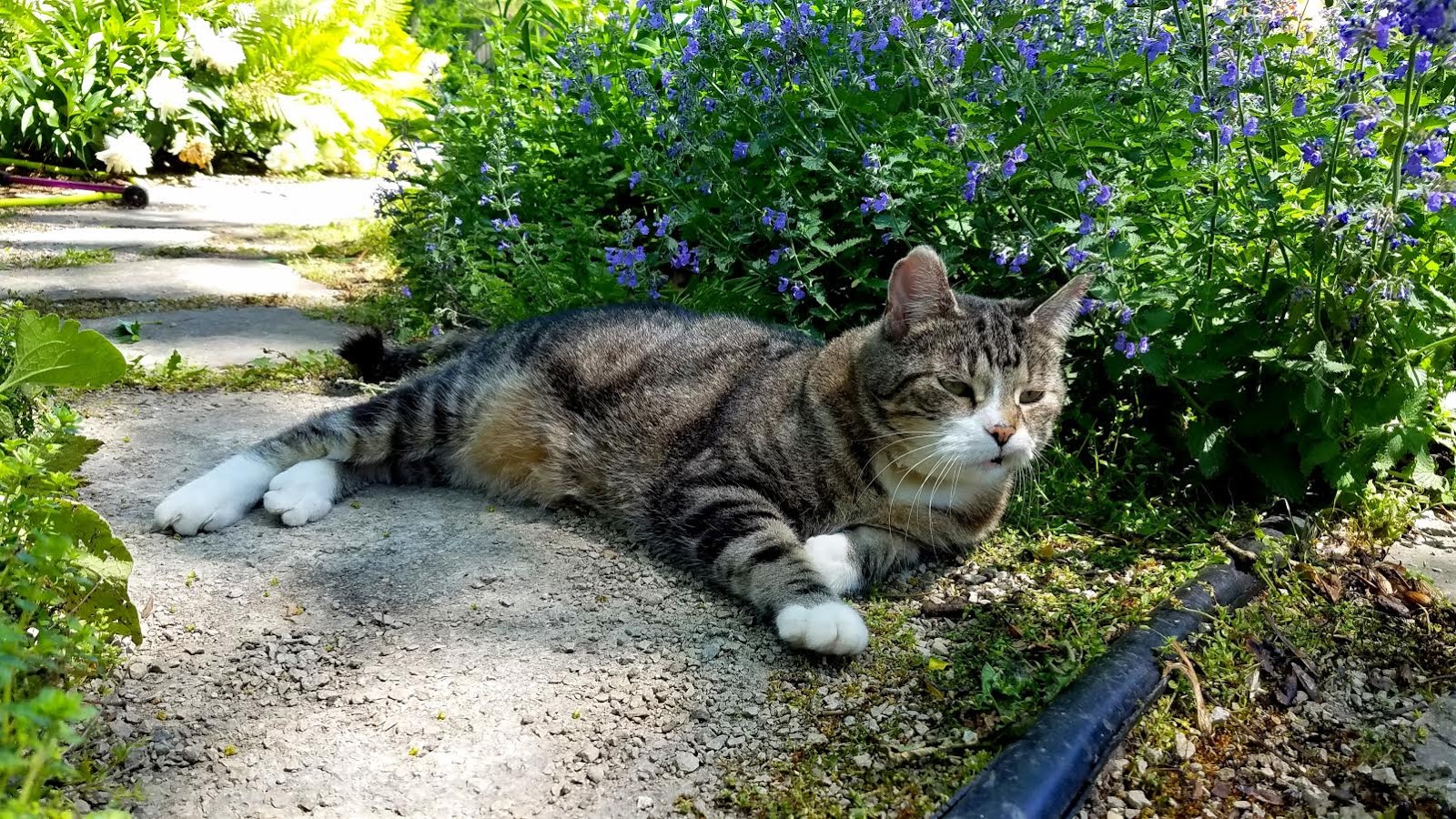 Cats in Gardens: Puss 'n Boots