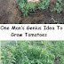 One Man’s Genius Idea To Grow Tomatoes