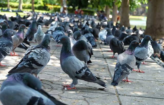 Kaedah pengawalan burung menggunakan gel repellent