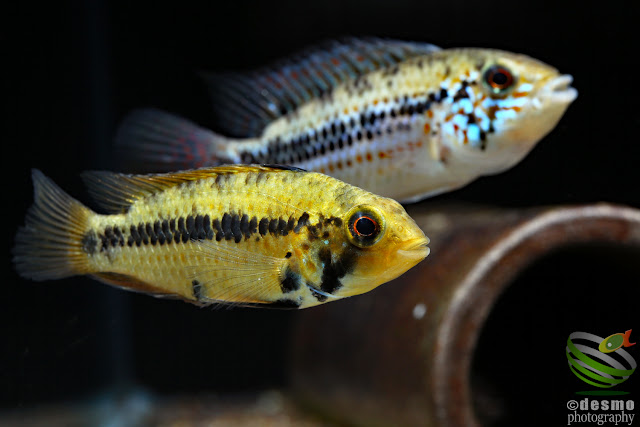 Apistogramma sp. D18 / cf. alacrina