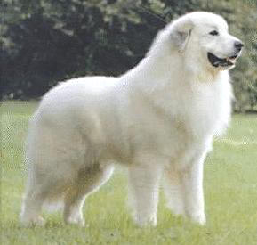 Great Pyrenees Animals Library