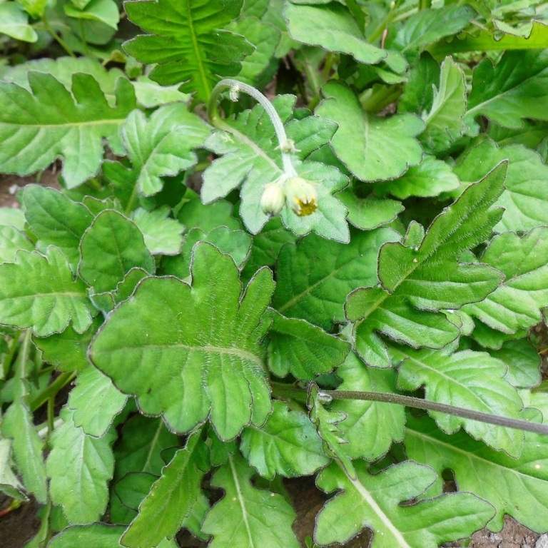 39 Manfaat Daun Dewa untuk Kesehatan dan Kecantikan Alami - Manfaat Daunan