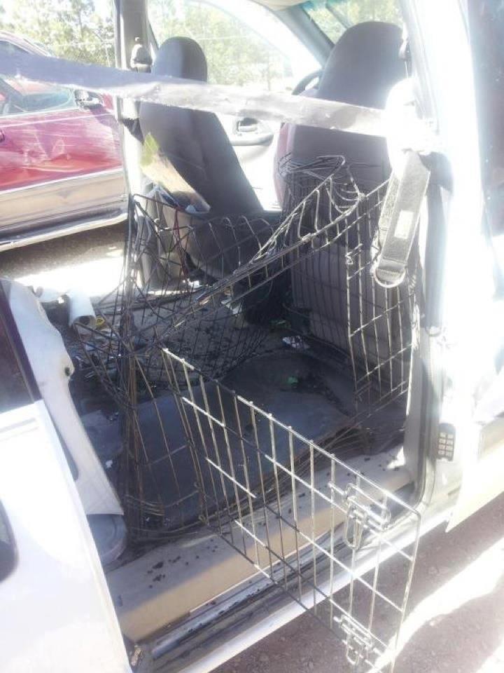 Merry Paws Training and Fostering Car safety Part One