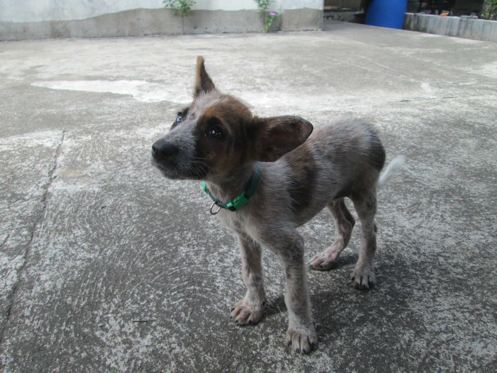 Philippinefails A Dog's Life in the Philippines